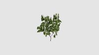 Betula