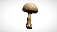 Mushroom 3 - retopo 8K PBR