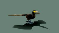 cormorant