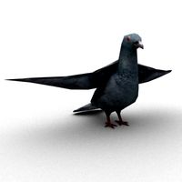 Pigeon RIgged 3D Model