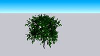 Gardenia
