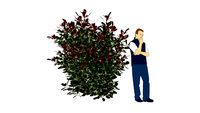 Photinia x fraserii 'Red Robin'