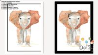 Betsy Decor - Quadro Aquarela Elefante