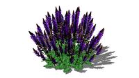 Salvia nemorosa (May Night Salvia)