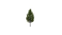 Tree 3D Young Tilia Cordata