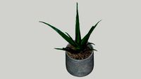 VEGETACION DECORACION SABILA JARDIN MACETA