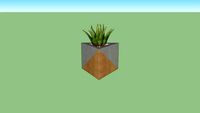 suculenta