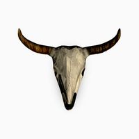 Buffalo skull 3D Model