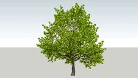 Oak (chêne)