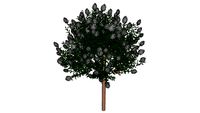 Crape Myrtle NATCHEZ