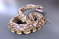 Southern African Rock Python