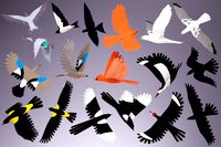 Low Poly Bird: Basic Pack