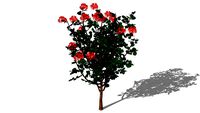 fleurs 2909