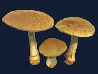 Toadstools Pack - Photoscanned