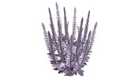 Salvia mystic spire blue