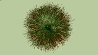 Russélia - Russelia equisetiformis