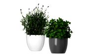 CHROMA - 2D faceme plants