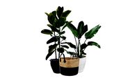 CHROMA - 2D faceme plants