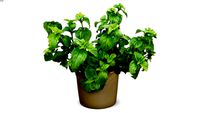 CHROMA - 2D faceme plant