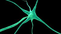 Neurons 3D Model