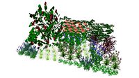 Plant Collection 9