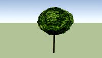 Acer platanoides Globosum