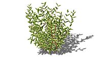 Cornus alba elegan - variegated dogwood