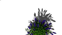 ellens blue2