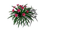 Hemerocallis Siloam Olin Frazier