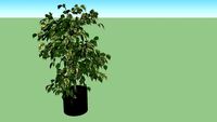 TPskp. Midsize China Doll Plant