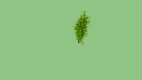 VEGETACION