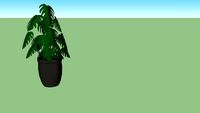 TPskp. Midsize Swiss Cheese Plant