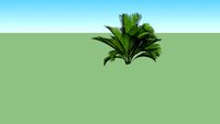 Palmera