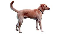 CACHORRO