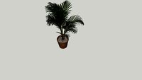 Areca