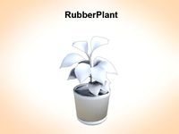 Rubber Plant 3D Model