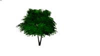 Acer+palmatum+green