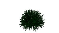 boxwood beauty