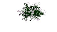 ive geranium