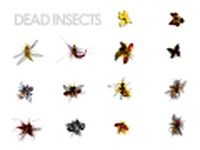Animated flying insects Dead insects Splatters 3D Model