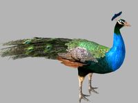 Indian Peafowl 3D Model