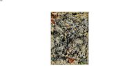 POLLOCK 09