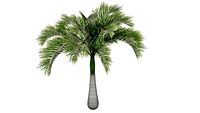 Areca