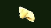 Cyclostoma antigumy