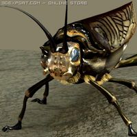 Insect 3D Model