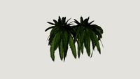 Samambaias