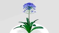 Portuguese Squill 3D Model