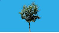 BAUM MARIE