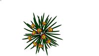 Hemerocallis Spectacle of Wealth