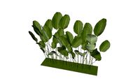 calathea lutea